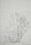 Alberto Giacometti, Alberi, 1963, Original Lithograph For Sale - Image 9 of 9