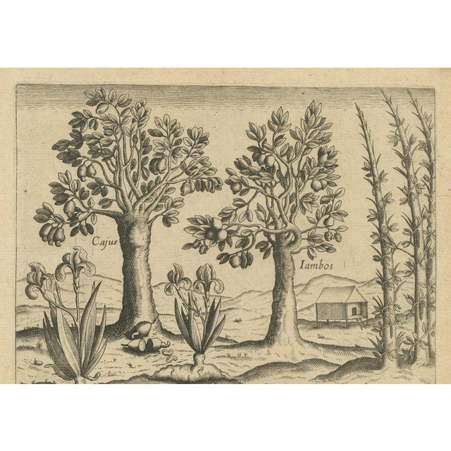 Exotic Flora of the Indies, 1601, Paper For Sale - Image 3 of 8