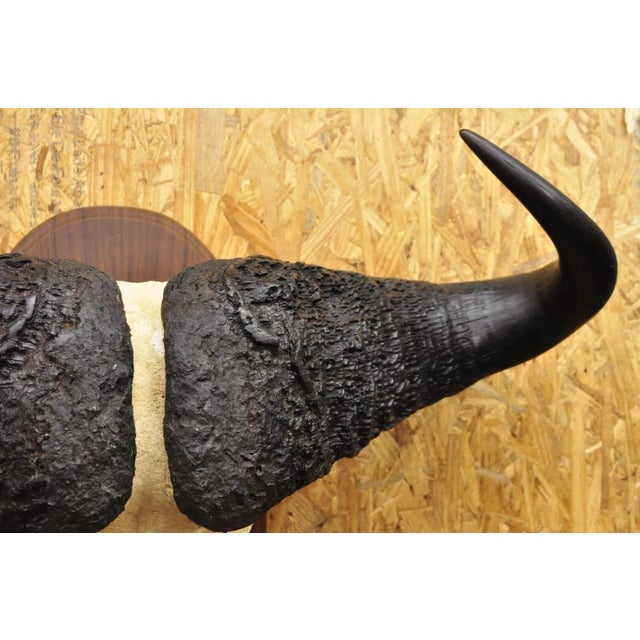 Brown Vintage African Cape Buffalo Skull European Mount on Wooden Plaque Taxidermy For Sale - Image 8 of 11