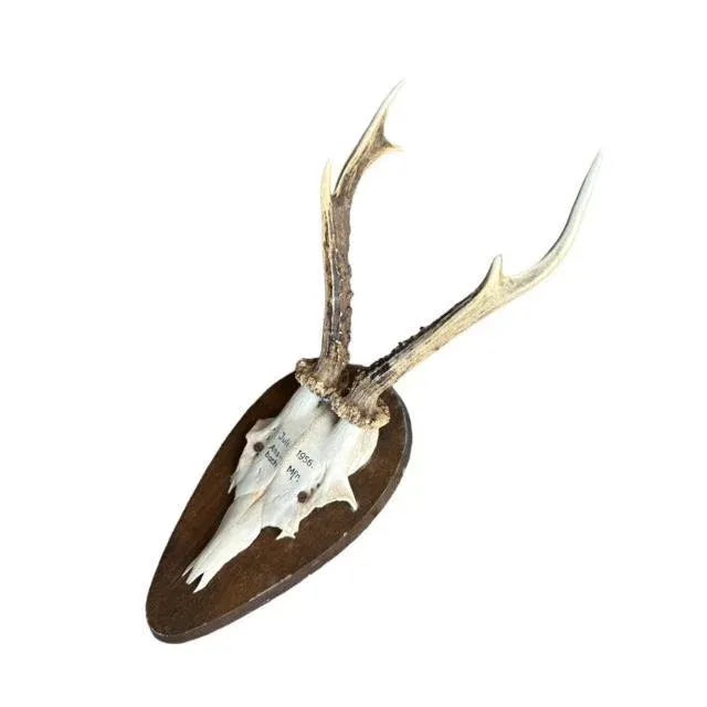 Cabin 1950s Roe Deer Trophy on Wood Plaque, Black Forest For Sale - Image 3 of 5