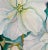 A beautiful contemporary floral painting of Begonia blossoms. This uplifting art piece would look great in a variety of...