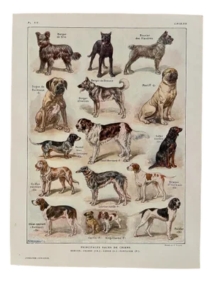 Maurice Dessertenne, Dogs, 1920, Lithographic Engraving