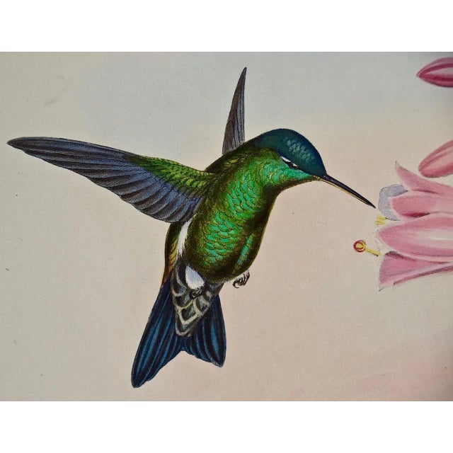 Hummingbirds: 19th C. Gould Hand-Colored "Cyanifrons", Blue-Capped Saucerottia, 1850 For Sale - Image 4 of 8