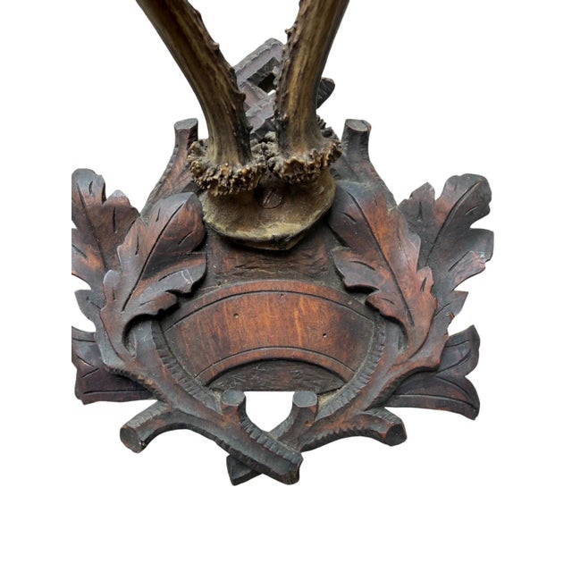 Roe Deer Trophy 110 Black Forest Antlers For Sale - Image 4 of 5