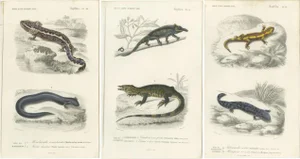 D'Orbigny, Illustrations of a Chameleon and Other Reptiles, 1861, Prints, Set of 3