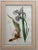 Blue Flag Iris by Thomas Meehan, 1878 original chromolithograph with beautiful hand-embellished matting. Size: 26.5 x 19.0...
