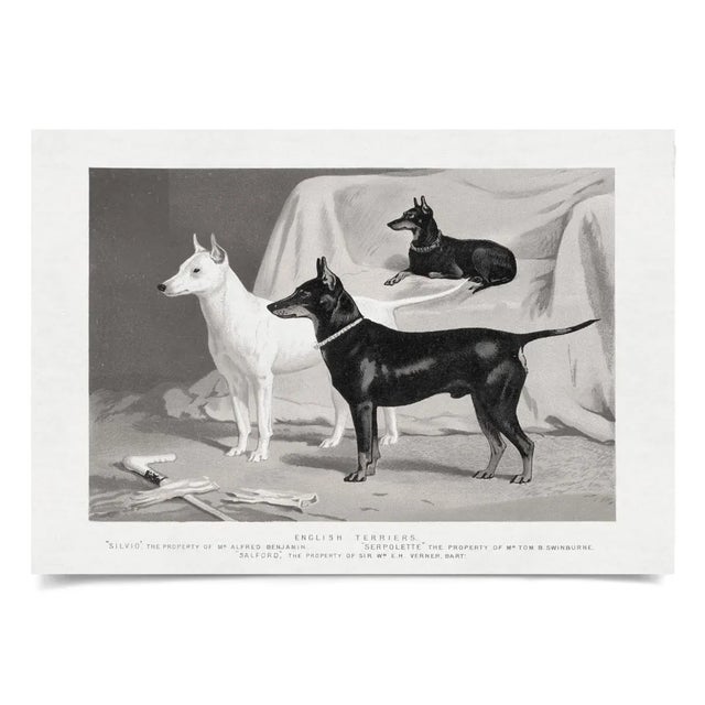 Contemporary Cassell Dogs; English Terriers, Unframed Artwork For Sale - Image 3 of 3