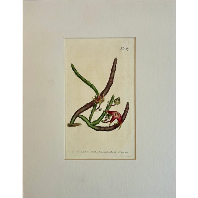William Curtis Starfish Flower Botanical Original Engraving by Curtis, 1807 For Sale - Image 4 of 5