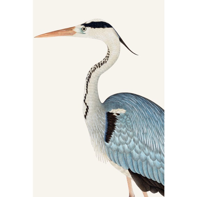 Gray Heron, Vintage Bird Art Print Reproduction, 30" X 40" For Sale In Buffalo - Image 6 of 10
