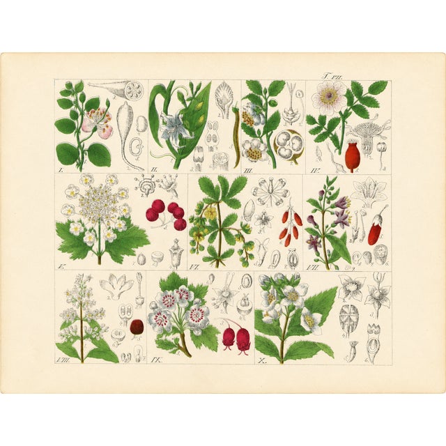 Illustration Rare 1876 German Hand-Colored Botanical Plates From Büchner’s Pflanzen-Atlas — Set of 6 For Sale - Image 3 of 7