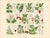 Illustration Rare 1876 German Hand-Colored Botanical Plates From Büchner’s Pflanzen-Atlas — Set of 6 For Sale - Image 3 of 7