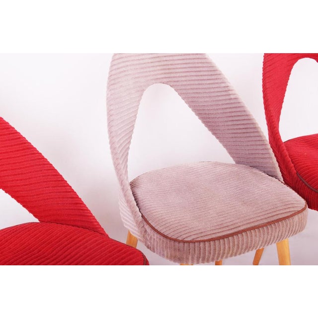 Mid-Century Chairs in Beech, Czech, 1950s, Set of 4 For Sale - Image 3 of 11