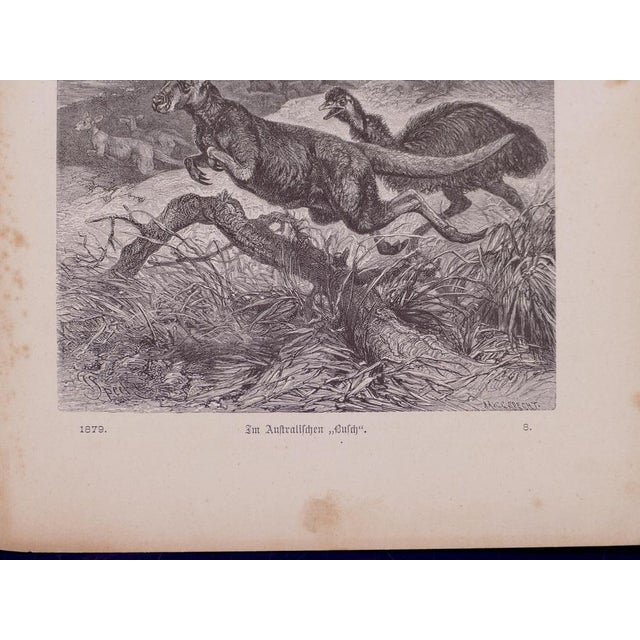 Friedrich Specht 1, Kangaroos in Danger, Lithograph, 1879 For Sale - Image 3 of 4