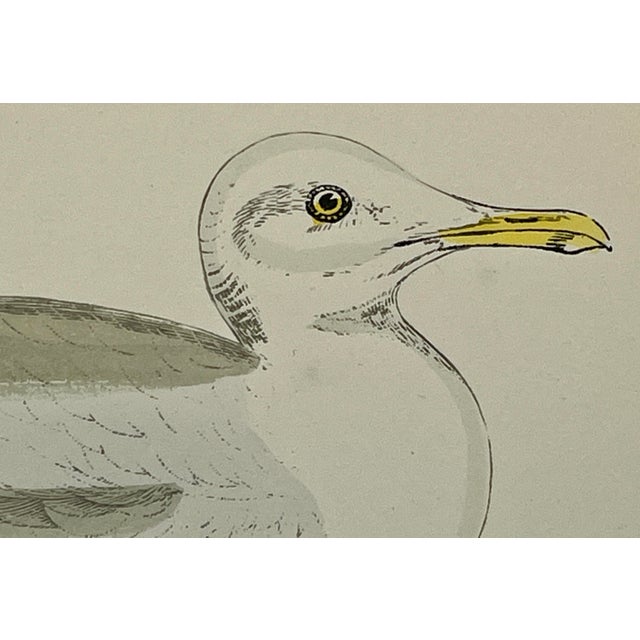 Antique Hand Tined Bird Print From England Featuring a Grey & White Iceland Gull - Circa 1888 For Sale - Image 4 of 12