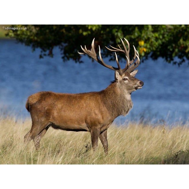 Mid 20th Century Large Black Forest Wooden Red Stag Carving For Sale - Image 11 of 12