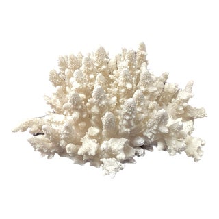 Natural White Coral Reef Specimen For Sale