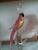 IItalian Vintage Cockatoo For Sale In Tampa - Image 6 of 8