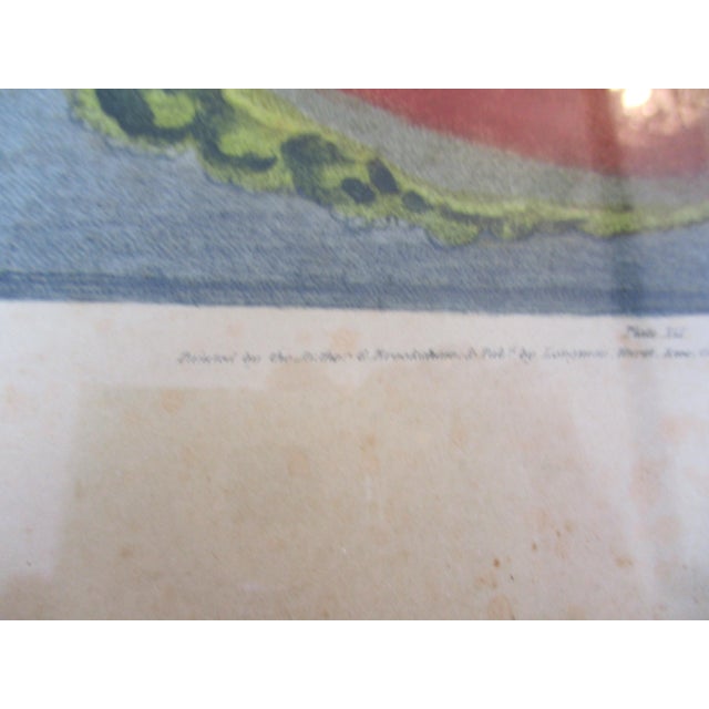 Early 19th Century George Brookshaw (1751-1823) Melon Prints Reproduction - Set of 4 Framed For Sale In Columbia, SC - Image 6 of 17