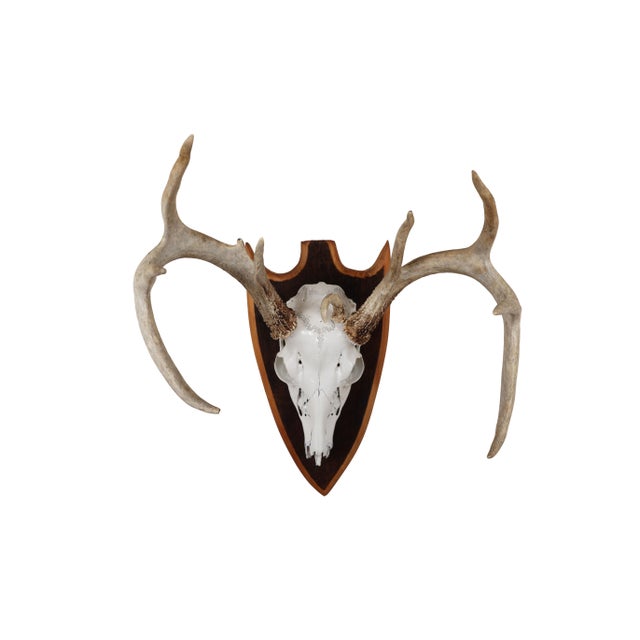 9 point atypical mounted deer skull on a rough sawn plaque. Skull has been painted with a high gloss paint in a bright...