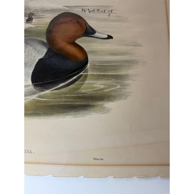 1860s Hand-Colored Duck Lithograph From John Gould’s “Birds of Great Britain” For Sale - Image 9 of 9