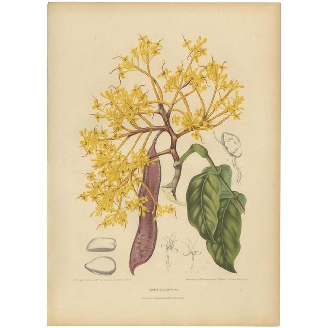 Berthe Hoola van Nooten, Yellow Saraca, 1880, Chromolithograph For Sale - Image 9 of 9