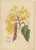 Berthe Hoola van Nooten, Yellow Saraca, 1880, Chromolithograph For Sale - Image 9 of 9