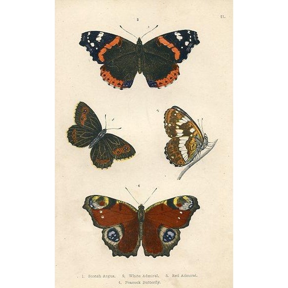 1870s, Antique Butterfly Prints, Set of 6, Original Antique Engravings, Hand Colored, England For Sale - Image 6 of 7