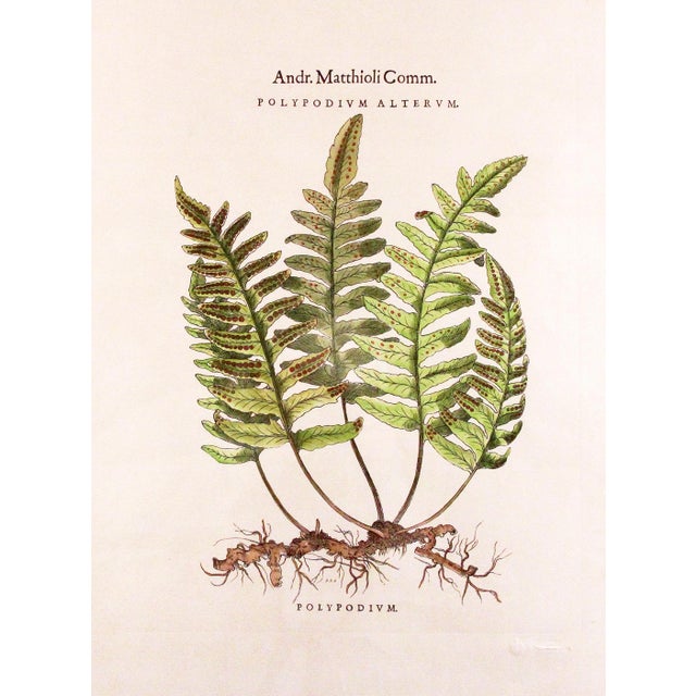 Original Vintage Custom Botanical Fern Reproduction Print with Makers Stamp For Sale In Boston - Image 6 of 18