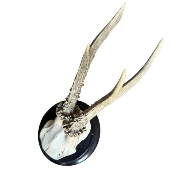 Cabin Roe Deer Trophy 208 Black Forest Antlers Mount For Sale - Image 3 of 5