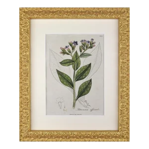 Early 19th Century English Hand Colored Floral Botanical Engraving by William Woodville