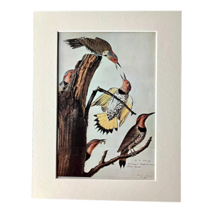 Vintage John James Audubon Matted Print, 1966: Gold Winged Woodpecker
