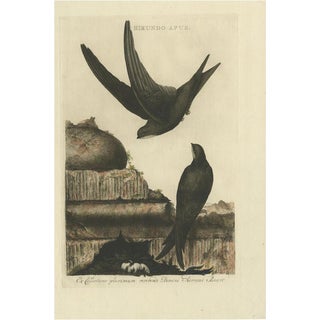 Sepp & Nozeman, Bird Illustration of the Common Swift, 1770, Print For Sale