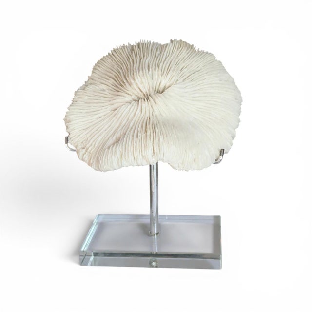 Natural White Mushroom Coral Specimen on Glass Block For Sale - Image 11 of 12