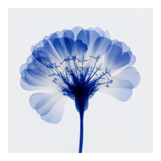 Abstract Blue Botanical Limited Edition Fine Art Print No. 2 | Organic Modern For Sale
