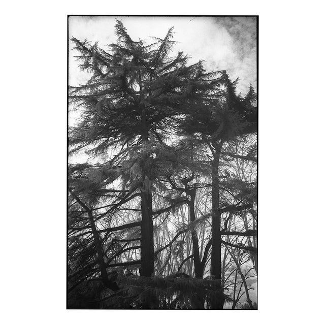 Paul Cooklin, Roman Cyprus Trees, Italy, Edition of 50 For Sale