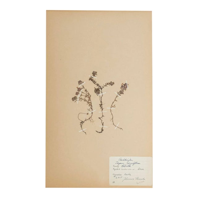 Vintage Swedish Herbarium - Thyme, Circa 1938 For Sale