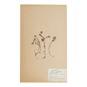 Vintage Swedish Herbarium - Thyme, Circa 1938