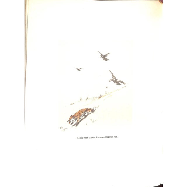 "Ratcatcher to-Scarlet" 1927 Aldin, Cecil For Sale - Image 11 of 14