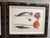 This is a set of four lithograph prints from Scully & Scully tulip mania collection. They retail For $795 and are now very...