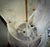 Murano Art Glass and Brass White Round Chandelier, 2000 For Sale - Image 10 of 11