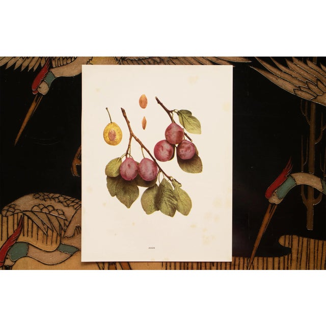 1900s U. P. Hedrick, Original Antique Photogravure of Agen Plums For Sale In Dallas - Image 6 of 7