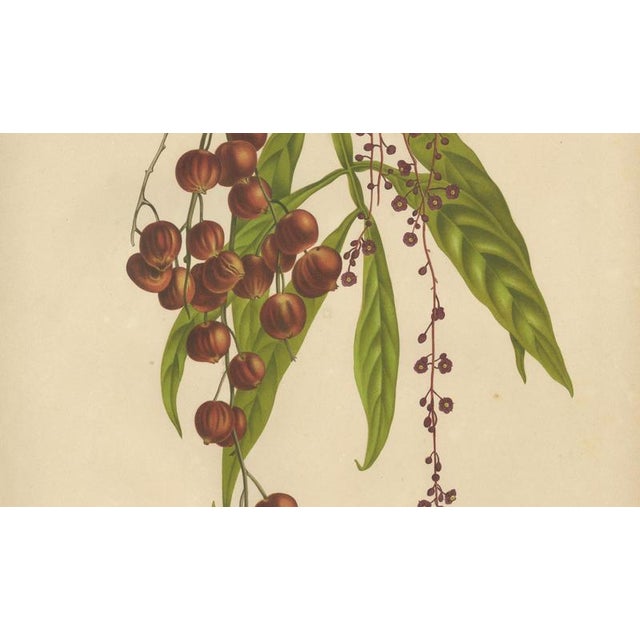 Berthe Hoola van Nooten, Winged Lychee, 1880, Chromolithograph For Sale - Image 5 of 9
