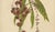 Berthe Hoola van Nooten, Winged Lychee, 1880, Chromolithograph For Sale - Image 5 of 9