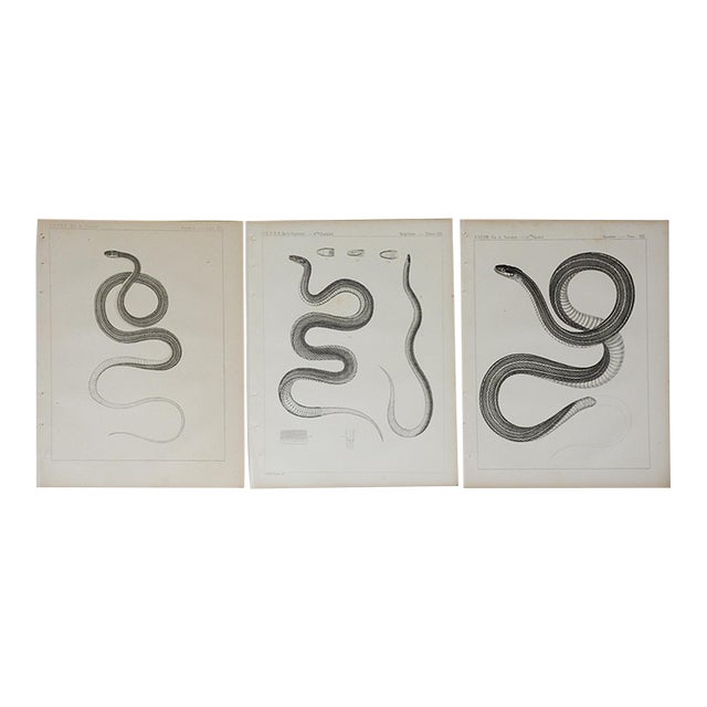 Mid 19th Century Us Pacifc Railroad Snakes Lithograph Book Plates - Set of 3 For Sale