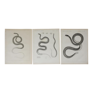 Mid 19th Century Us Pacifc Railroad Snakes Lithograph Book Plates - Set of 3