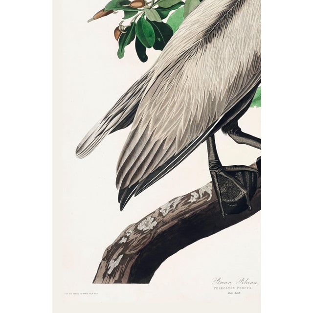 Not Yet Made - Made To Order Brown Pelican by Audubon, Vintage Art Print Reproduction, 20" X 30" For Sale - Image 5 of 13