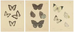 Moore, Victorian Butterflies, Hand-Colored Lithographs, 1878, Prints, Set of 3