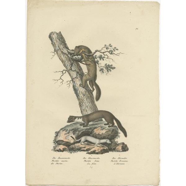 Antique print titled 'Mustela martes, Foina, Erminea'. Original old print of a pine marten, mink and ermine. Published by...