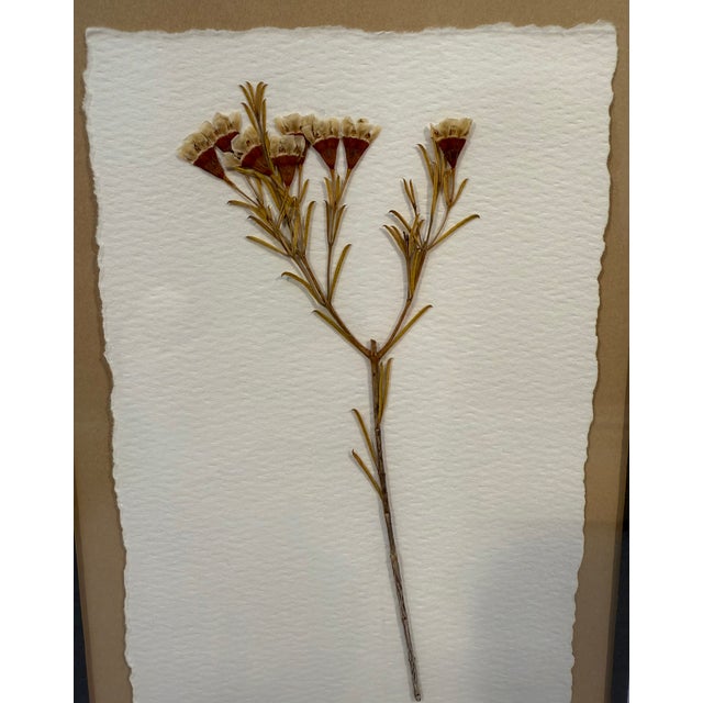 Wood Framed Pressed Wax Flower Blossom For Sale - Image 7 of 9