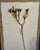 Wood Framed Pressed Wax Flower Blossom For Sale - Image 7 of 9